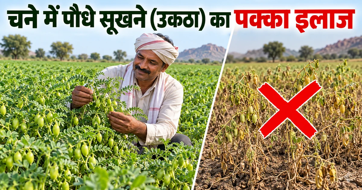 स्वस्थ चने की फसल देखते किसान और उकठा रोग से सूखते चने के पौधों की तुलना