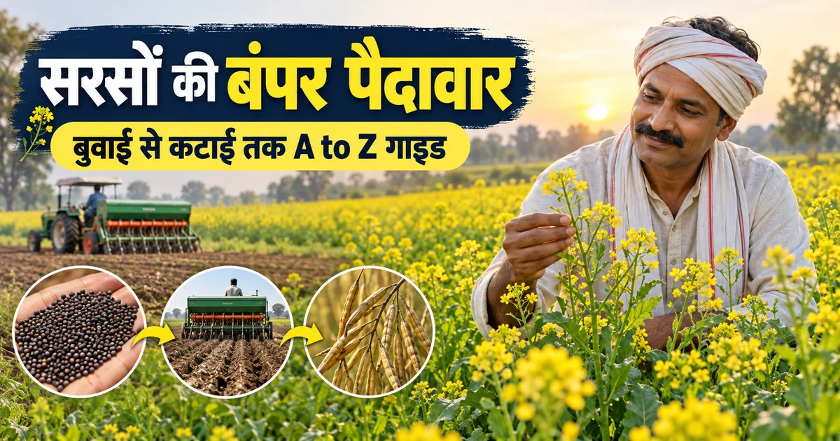 सरसों के खेत में फसल देखते किसान और बुवाई से कटाई तक खेती की प्रक्रिया