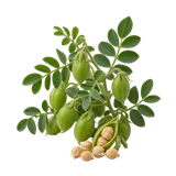 चना की फसल