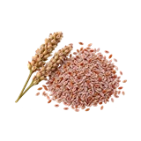 इसबगोल की फसल