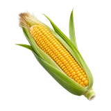 मक्का की फसल