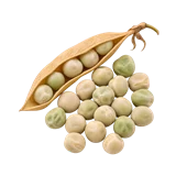 मटर की फसल