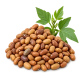 मोठ की फसल