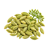 सौंफ की फसल