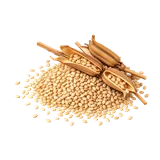 तिल की फसल